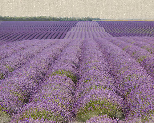 Array Lavender on Linen 2 von Bret Straehling