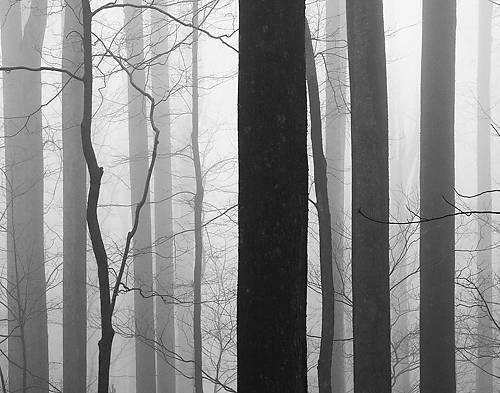 Array Forest Code von Nicholas Bell