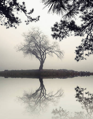 Array Winter Willow von Nicholas Bell
