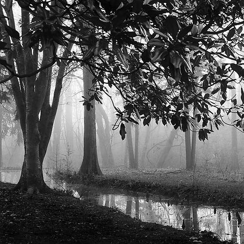 Array Woodland No. 1 von Nicholas Bell