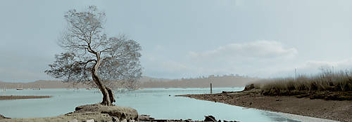 Array Lagoon Oak Tree von Alan Blaustein