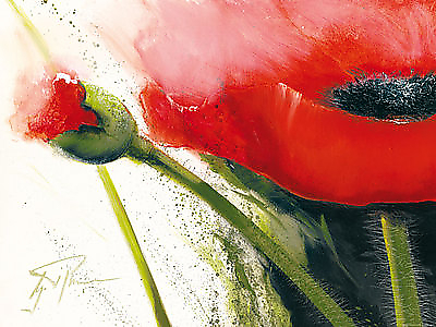 80cm x 60cm Faszination Mohn I von Gerd Pflumm