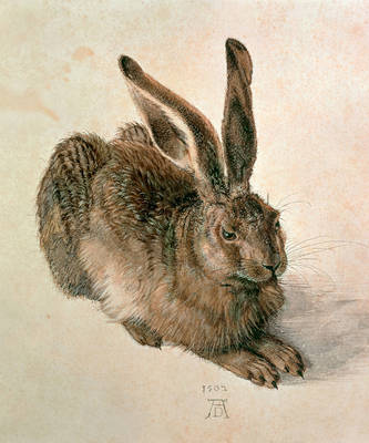 Array Junger Feldhase von Albrecht Dürer
