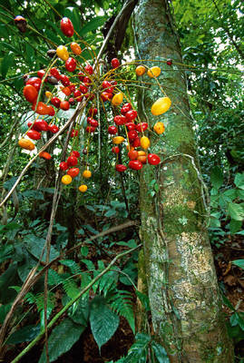 Array Palmtree Fruit von Thomas Marent