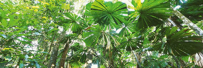 Array Rainforest Canopies von John Xiong