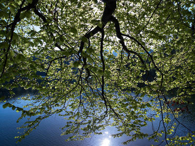 Array Sommerreflektionen von Micha Pawlitzki