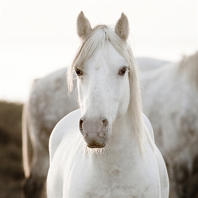 Array Horse von Jorge Llovet