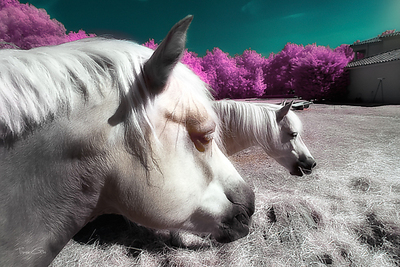 Array Fantasy Horses von Tonee Gee