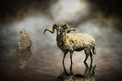 Array Sheep von Michiel Visser