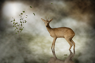 Array Young Deer von Michiel Visser