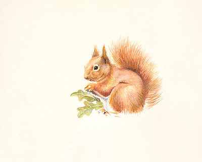 Array Red Squirrel von Hilary Mayes