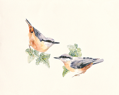 Array Nuthatches von Hilary Mayes