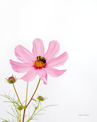 Array Pale Cosmos I von Debra van Swearingen