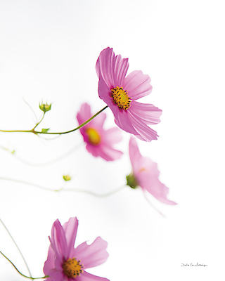Array Pale Cosmos II von Debra van Swearingen