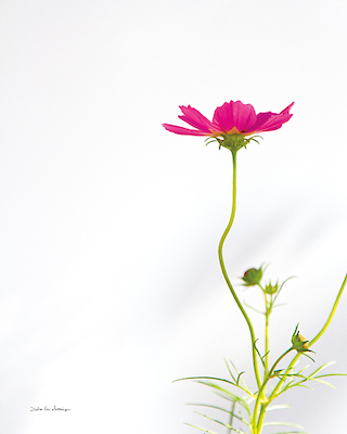 Array Magenta Cosmos II von Debra van Swearingen