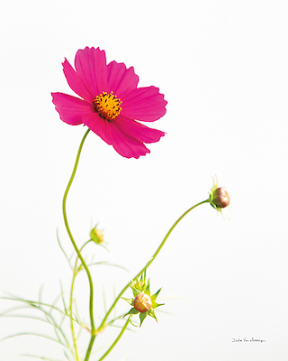 Array Magenta Cosmos I von Debra van Swearingen