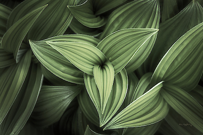 Array Corn Lily II von Alan Majchrowitz