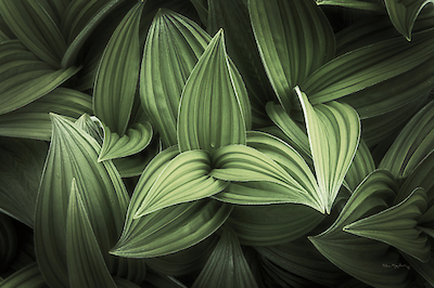 Array Corn Lily I von Alan Majchrowitz