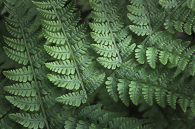 Array Lady Ferns IV Color von Alan Majchrowitz
