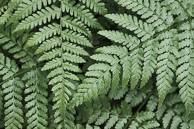 Array Lady Ferns II Color von Alan Majchrowitz