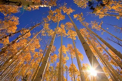 Array Winter Aspens von Dale O`Dell
