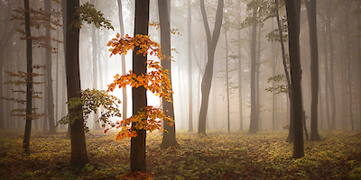 Array In November Light von Nicholas Schumacher