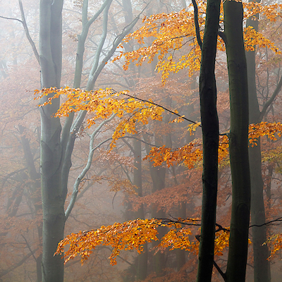 Array Autumn Forrest von Martin Rak