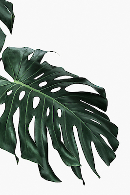 Array Monstera I von Sisi & Seb