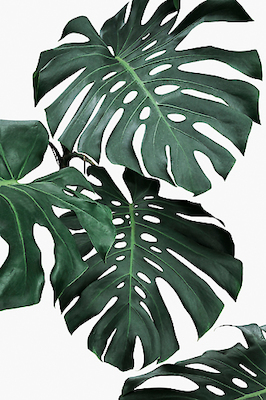 Array Monstera II von Sisi & Seb