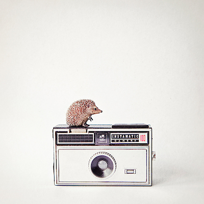 Array Hedgehog & Vintage Camera von ANNA