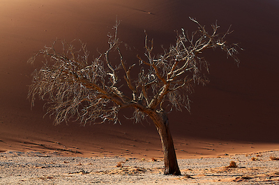 Array Old Tree von Peter Hillert