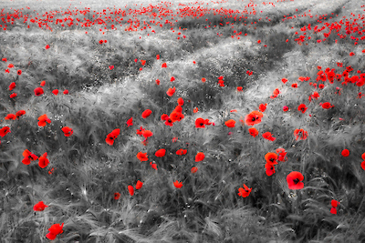 Array Klatschmohn im Getreidefeld von Rolf Fischer
