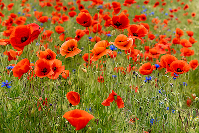 Array Klatschmohn und Kornblumen auf der Wiese von Rolf Fischer