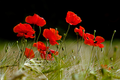 100cm x 66.67cm Roter Klatschmohn im Kornfeld von Rolf Fischer