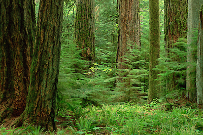 Array Douglas Fir old growth forest, Vancouver Island, BC, Canada von Gerry Ellis