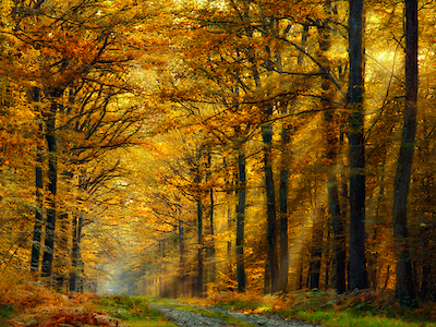 Array Enchanted Forest von ANNA