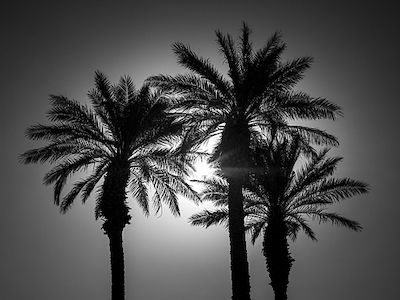 Array Palm Trees II von Assaf Frank