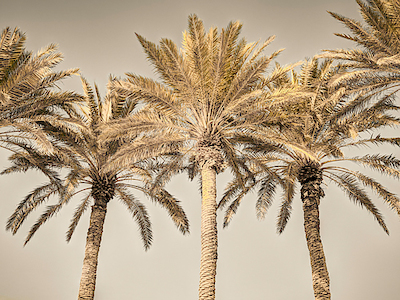 Array Palm Trees I von Assaf Frank