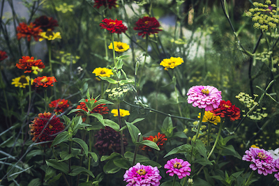Array Secreet Gardens von Jennifer Henriksen