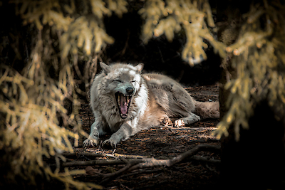 Array White Wolf II von Ronin