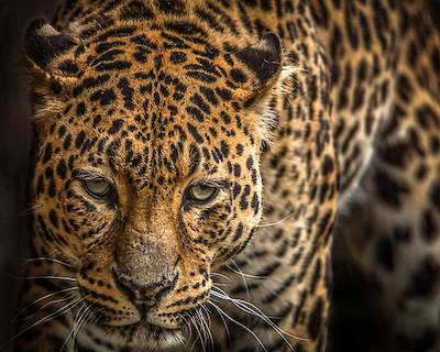 Array The Jaguar III von Ronin