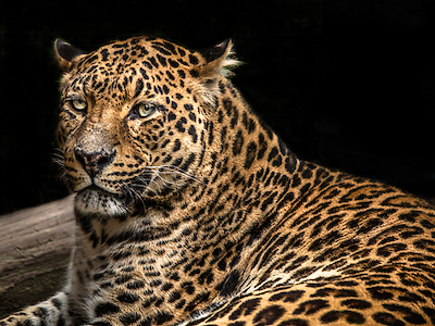 Array The Jaguar II von Ronin