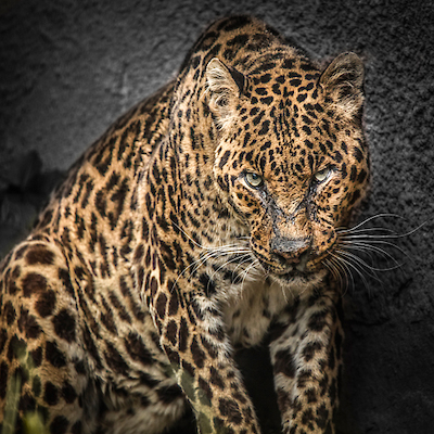 Array The Jaguar von Ronin