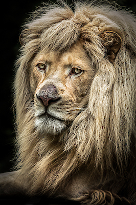 Array The white Lion II von Ronin