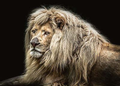 Array The white Lion von Ronin