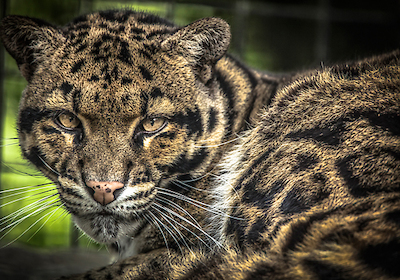 Array The Nevel Panther von Ronin