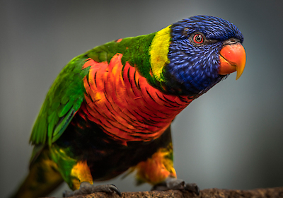 Array Green Bird II von Ronin