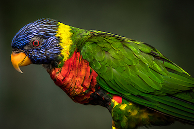 Array Green Bird von Ronin