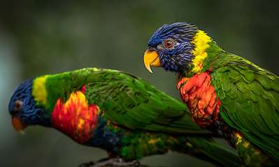 Array Green Birds von Ronin