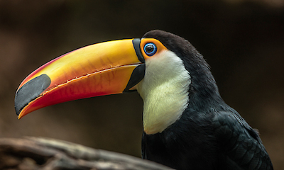 Array The Toucan von Ronin